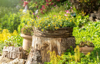 deco-jardin-avec-souche-d-arbre