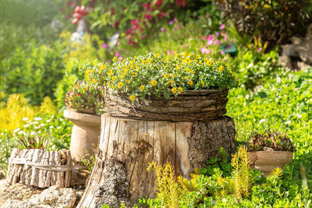 deco-jardin-avec-souche-d-arbre