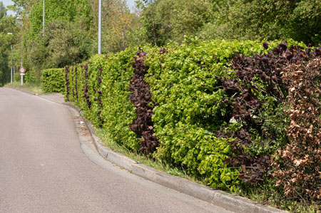 Comment construire un mur végétal anti bruit ?