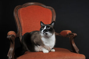 styles-de-fauteuil